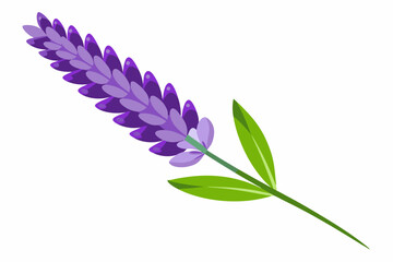 Obraz premium Single Lavender Flower with Green Leaves and Stem