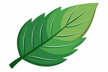 A Single Green Leaf with Detailed Veins