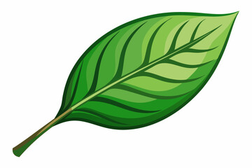 Green Leaf with Prominent Veins and a Brown Stem