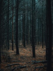 Obraz premium Misty Forest: Haunting Atmosphere