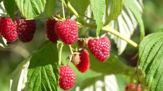 Close-up of ripe organic red raspberry on a branch in the fruit garden, natural background
