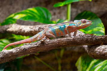 A vividly colored chameleon is perched on a branch, blending with the surrounding foliage.