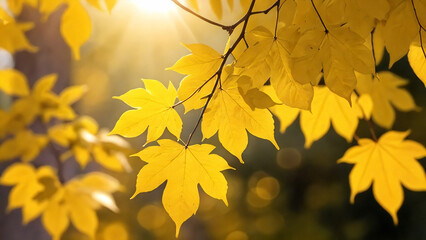 Obraz premium Bright yellow leaves with sunlight filtering through, closeup