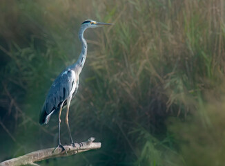 grey heron standing in nature park in Israel