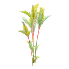 collection Cyrtostachys renda Plant with realistic style
