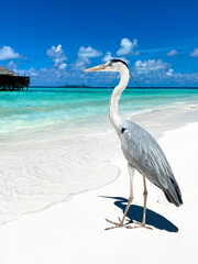 Close up of heron on a white sand beach, Bali Indonesia