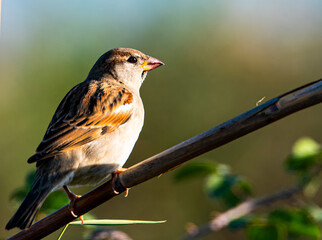 sparrow on top tree branch
