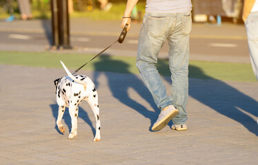 A man holding a leash walks with a Dalmatian dog in a city park on a sunny summer day. Walking with...
