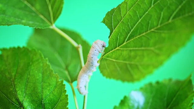 One silkworm eating mulberry leaves