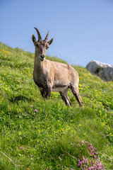 mountain goat on a mountain looking at the camera. vertical