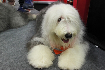 close up fluffy fatty fur samoyed face white dog in publics pet event with blur people background