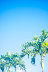 ヤシの木と空