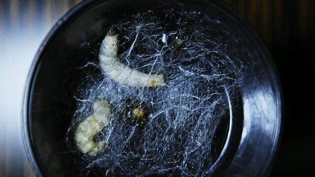 Time lapse of silkworms make cocoon on box