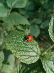 ladybug on a leaf