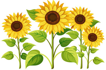 Obraz premium Four Sunflowers with Green Leaves on White Background