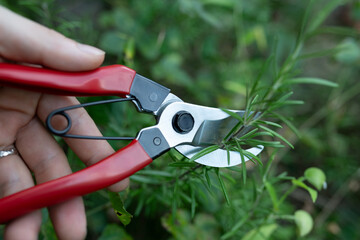 剪定鋏でローズマリーを切る男性の手
