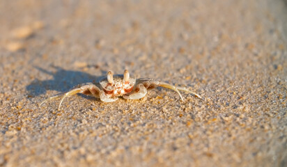 A crab on the beach is running on the white sand. Exotic animals in the resorts of tropical islands. The concept of a beach holiday in the tropics.
