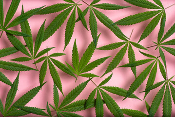 Marijuana leaves background