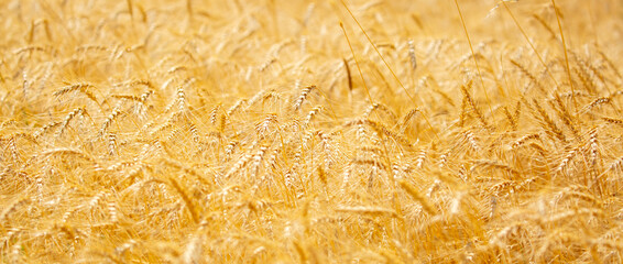 Wheat field on a sunny day. Grain farming, ears of wheat close-up. Agriculture, growing food products.