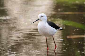 Obraz premium black headed gull