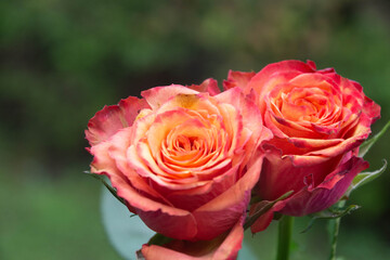 グラデーションカラーのバラ