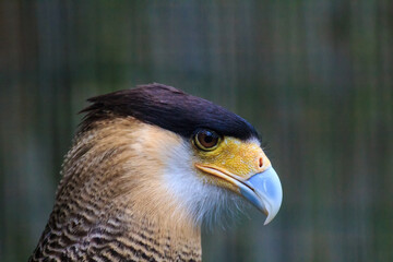 close up of a eagle