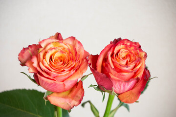 グラデーションカラーのバラ