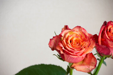 グラデーションカラーのバラ