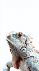 Fototapeta premium Adorable Iguana Portrait on White: A Conceptual Celebration of Pet Exoticism and Natural Beauty, single element, single object, material, vector material, illustration