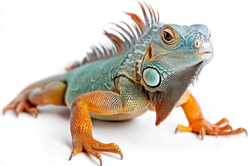 Fototapeta premium Adorable Iguana Portrait on White: A Conceptual Celebration of Pet Exoticism and Natural Beauty, single element, single object, material, vector material, illustration