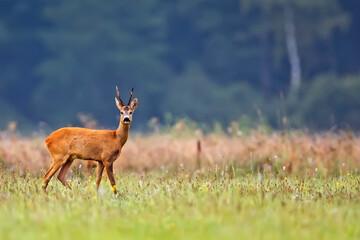 Buck deer in a clearing in the wild