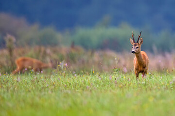 Buck deer in the meadow © Janusz
