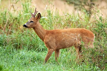 roe buck in the forest