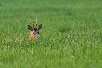 Roe buck hidden in the grass