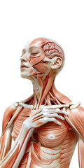 Female Head and Torso: Muscular and Vascular Focus