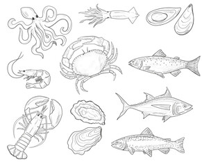 Vector hand drawn illustration with seafood. Sketch. Mediterranean cuisine. Lobster, oysters, shrimp, fish, mussels, crab, tuna, salmon, trout, squid.