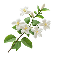 Fototapeta premium Photography of Beautiful White Thai Jasmine Flowers Blooming on Plant Branch