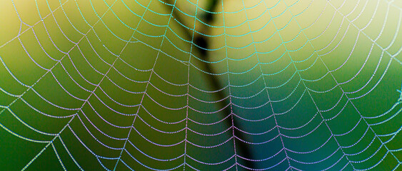 Spider Web with Dew