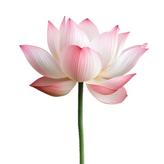 Vibrant and Captivating Lotus Flower Isolated on Plain White Transparent Background PNG