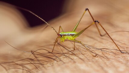 Green cricket standing on human skin with hairs.