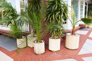 Fototapeta premium potted plants. young palm trees in wooden pots on the city street