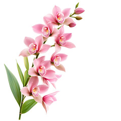 Fototapeta premium Elegant Bamboo Orchid Blooms on White Transparent Background PNG with High Detail and Vibrant Colors