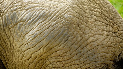 Close up image of an African elephant's skin. Background safari animal texture with copy space. Wrinkled, leathery dry texture with deep cracks and crevices. Looks like a rock face or dry wilderness. 