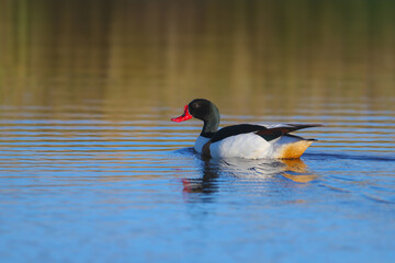 An adult male common shelduck (Tadorna tadorna) shot close-up against blue water in soft morning light