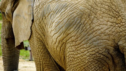 Fototapeta premium Close up image of an African elephant's skin. Background safari animal texture with copy space. Wrinkled, leathery dry texture with deep cracks and crevices. Looks like a rock face or dry wilderness. 