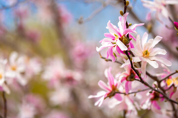Blooming magnolia in spring. Beautiful buds of pink flowers close-up with blurred space for text.