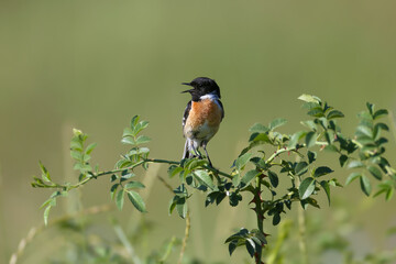 Adult male European stonechat (Saxicola rubicola) shot very close up sitting on a bush in breeding plumage against a blurred green background in soft morning light