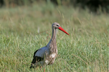An adult white stork (Ciconia ciconia) with dirty plumage filmed close-up walks through a green...