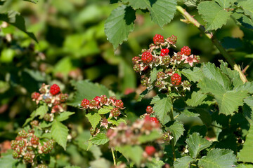 Unripe berries of wild blackberry Rubus allegheniensis close-up