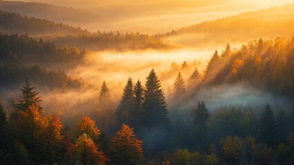 Foggy misty sunrise in the mountain forest trees. Morning in natural woodland environment, autumn fall foliage landscape, sunset in rural mysterious woods, dawn scenery, sunlight
